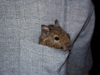 /album/polydegus/a100-0513-jpg/