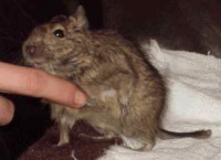 /album/polydegus/argonek1-jpg/